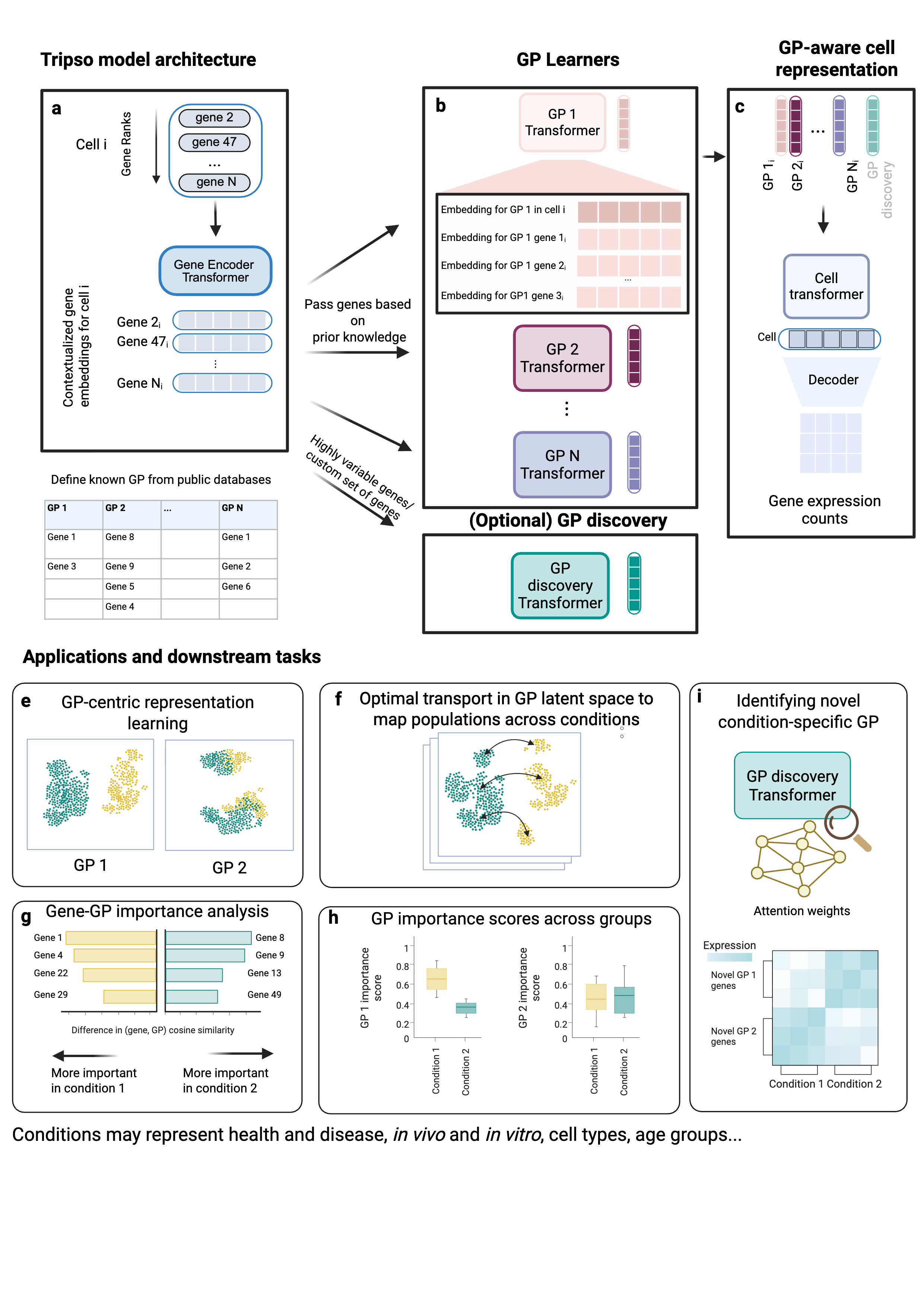 Tripso model architecture